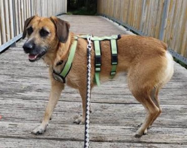 Besuche Taro in 24885 Sieverstedt ❤