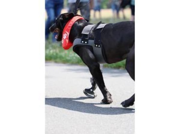 Linne  wartet in 91489 Wilhelmsdorf