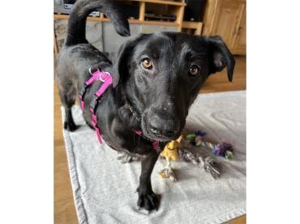 Linne  wartet in 91489 Wilhelmsdorf