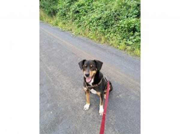 Leon  wartet in 56355 Endlichhofen