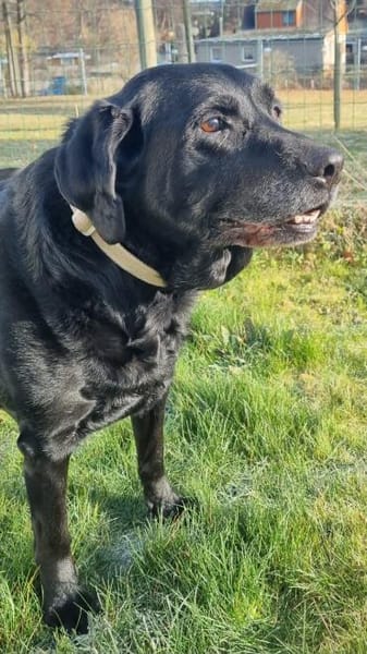 Kira, ein absolutes Goldstück