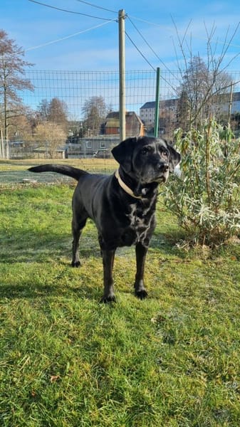 Kira, ein absolutes Goldstück