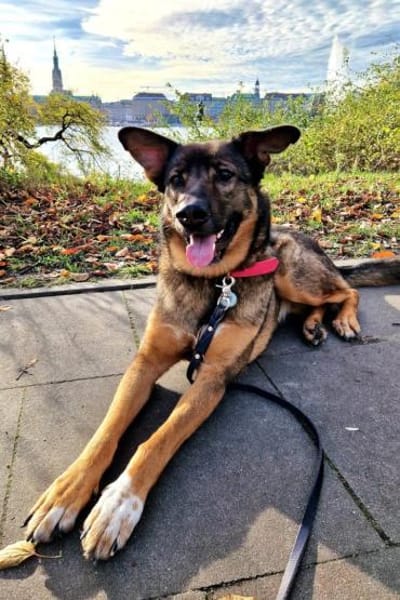 Besuche Nelli in 25474 Bönningstedt