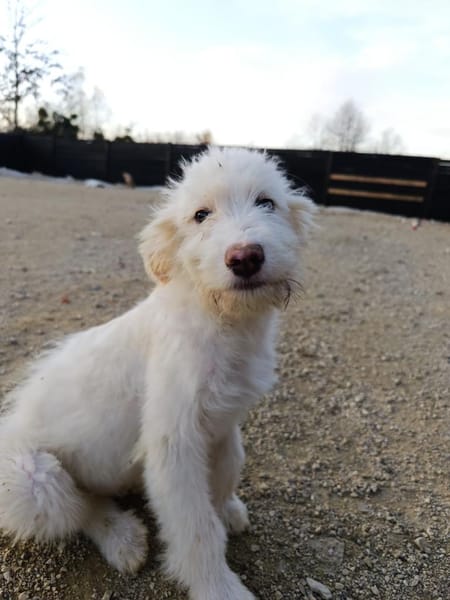 Lenny - frecher Charmeur Welpe