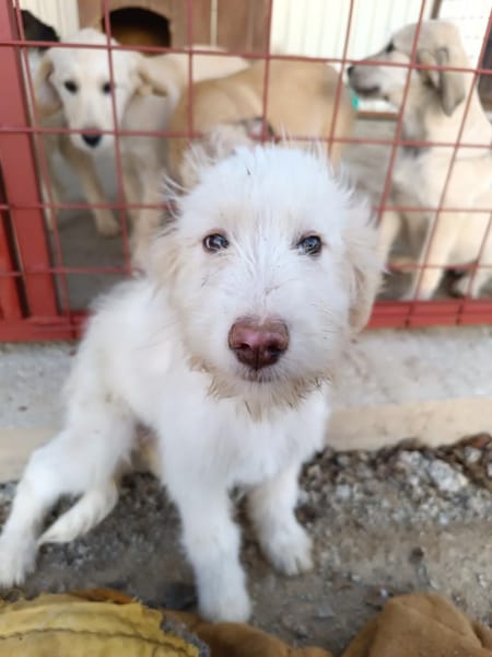 Lenny - frecher Charmeur Welpe