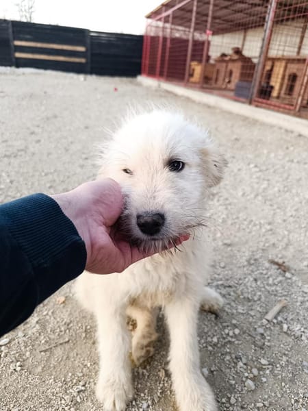 Lenny - frecher Charmeur Welpe