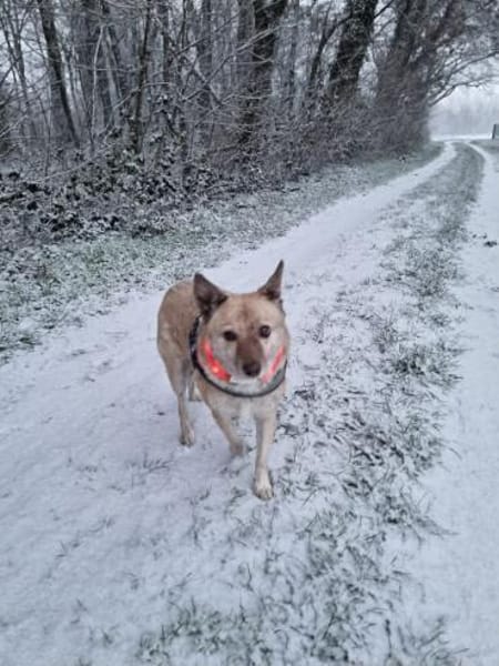 Vermittlungshilfe für Cookie