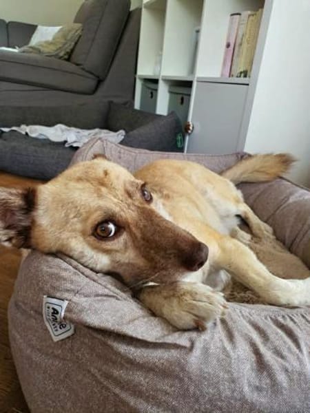 Vermittlungshilfe für Cookie