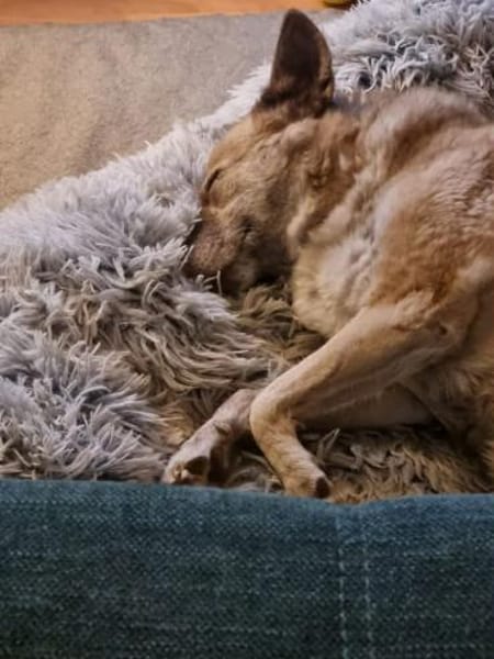 Vermittlungshilfe für Cookie