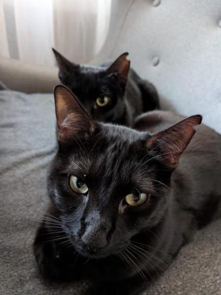 Matteo und Apollo aus dem Tierschutz