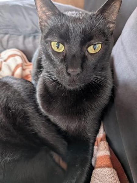 Matteo und Apollo aus dem Tierschutz