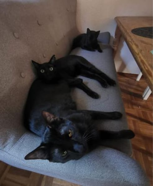 Matteo und Apollo aus dem Tierschutz