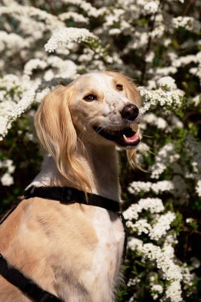Hübscher Richard sucht seine Menschen