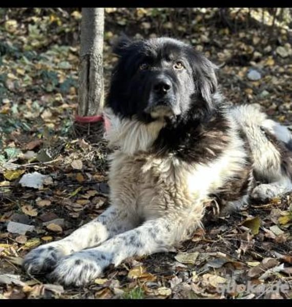 Petko möchte gerettet werden.