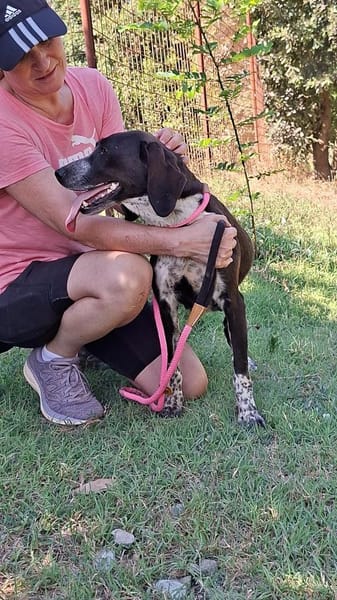 Morena - menschenbezogene Hündin auf PS