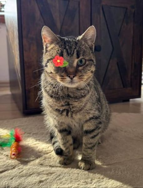 Uno - Freundliche Piratin sucht Familie