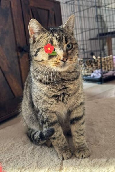 Uno - Freundliche Piratin sucht Familie