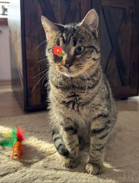 Uno - Freundliche Piratin sucht Familie