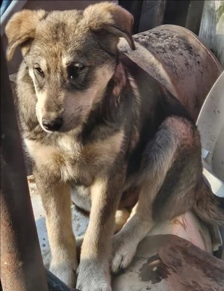 Tobi, freundlicher Junghund sucht dich