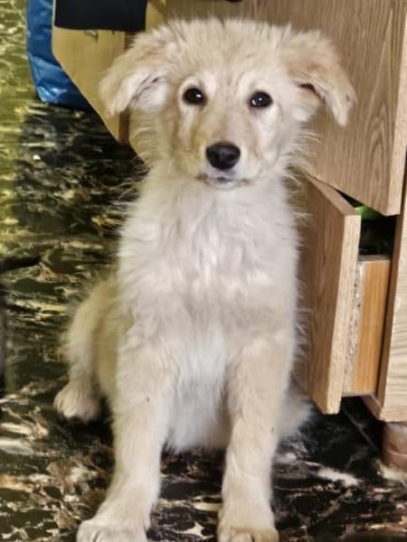 Katzenfreundliche Kira sucht ihr Zuhause