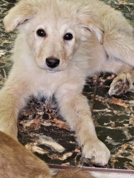 Katzenfreundliche Kira sucht ihr Zuhause