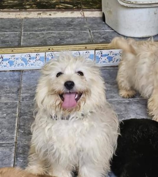 Buzz kleiner Wirbelwind sucht Familie