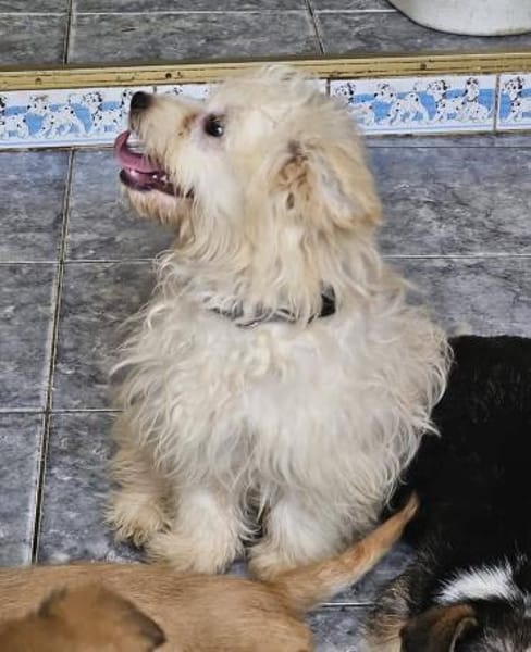 Buzz kleiner Wirbelwind sucht Familie