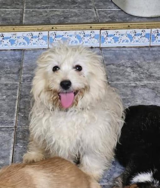 Buzz kleiner Wirbelwind sucht Familie