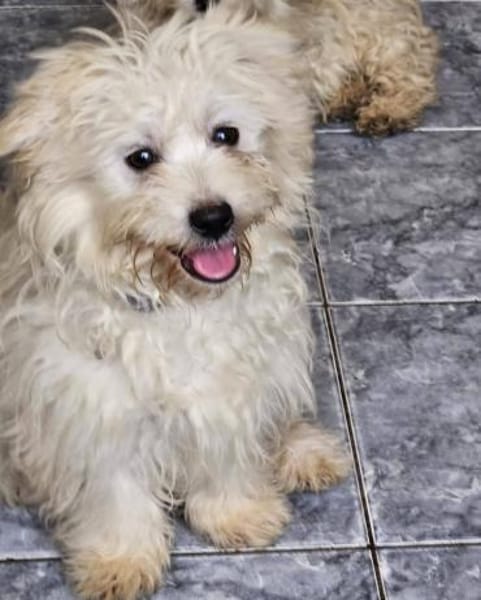 Buzz kleiner Wirbelwind sucht Familie