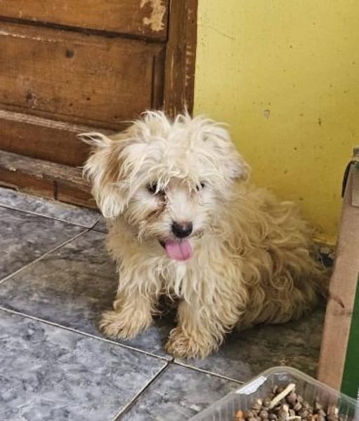 Bibo, kleiner Charmeur sucht Familie