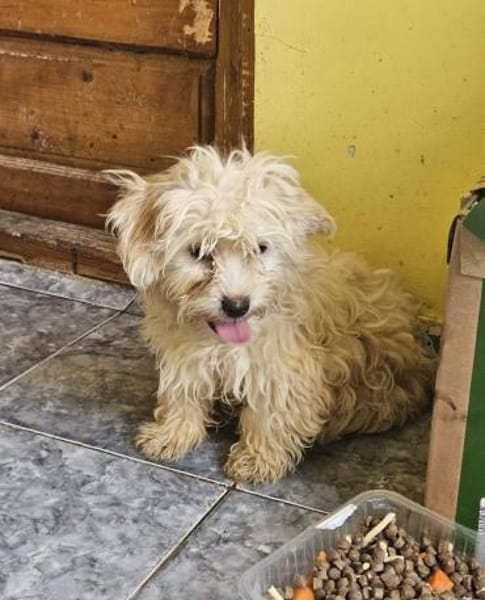 Bibo, kleiner Charmeur sucht Familie