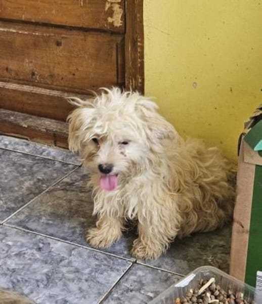 Bibo, kleiner Charmeur sucht Familie