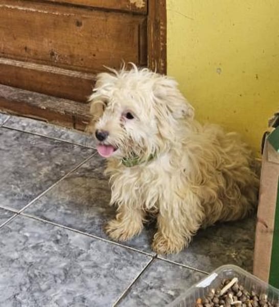 Bibo, kleiner Charmeur sucht Familie