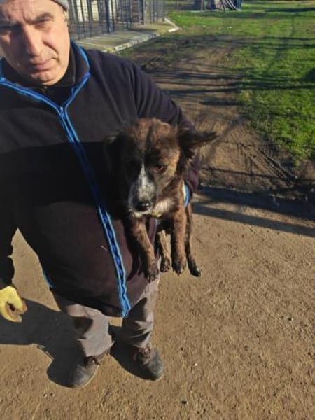 Nelly, kleine Hündin sucht Geborgenheit