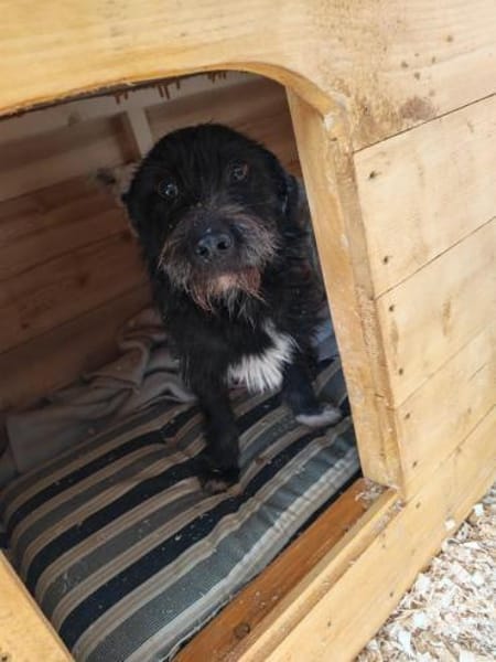 Lotte, eine kleine, bezaubernde Hündin