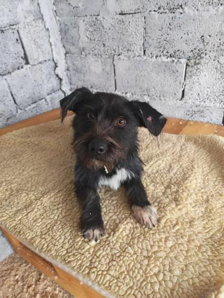 Lotte, eine kleine, bezaubernde Hündin