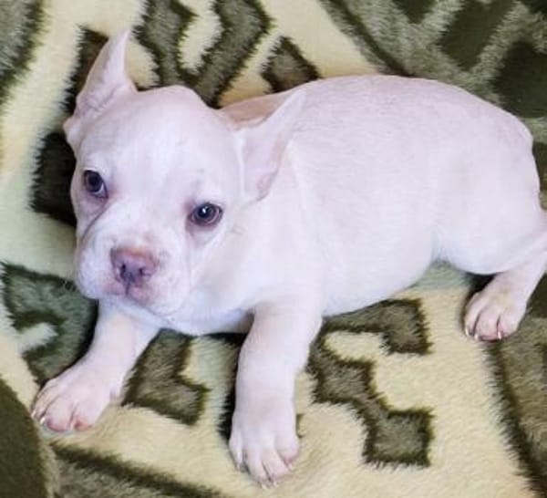 Louie Pflegestelle 33142 Büren