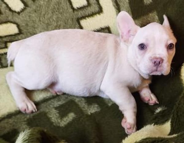 Louie Pflegestelle 33142 Büren