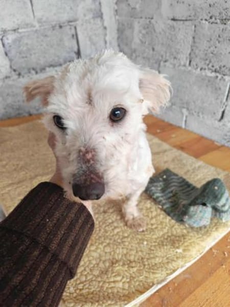 Felix, ein kleines Männlein sucht  Glück