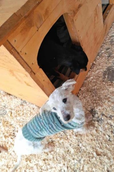 Felix, ein kleines Männlein sucht  Glück