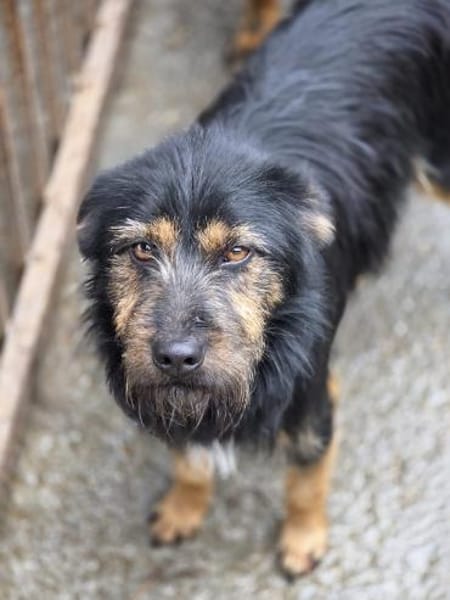 Gepeto - freundlicher Rüde sucht Zuhause