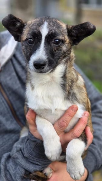 Sheila - Welpe Hündin sucht Ihre Familie