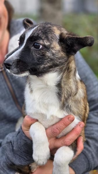 Sheila - Welpe Hündin sucht Ihre Familie