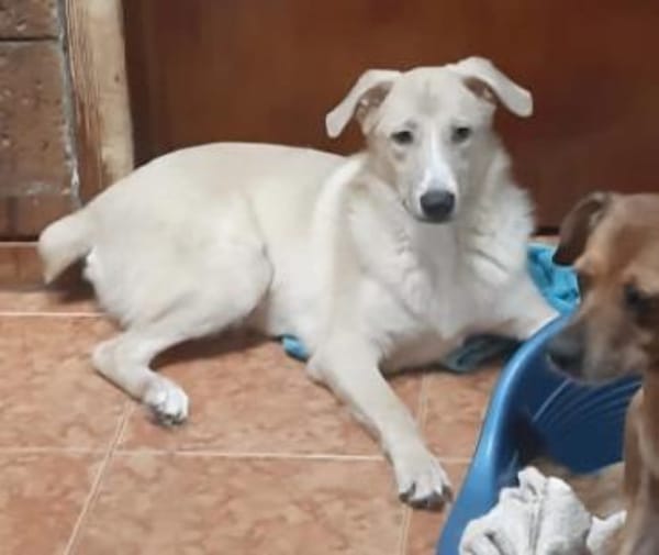 Leo, lieber Familienhund