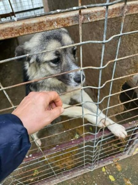 Cora - sanfte Seele sucht Zuhause