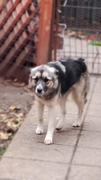 Cora - sanfte Seele sucht Zuhause