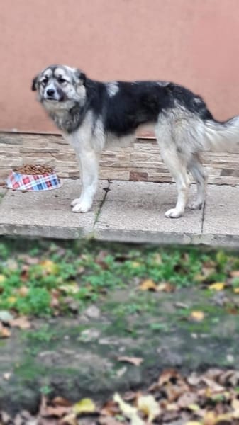 Cora - sanfte Seele sucht Zuhause