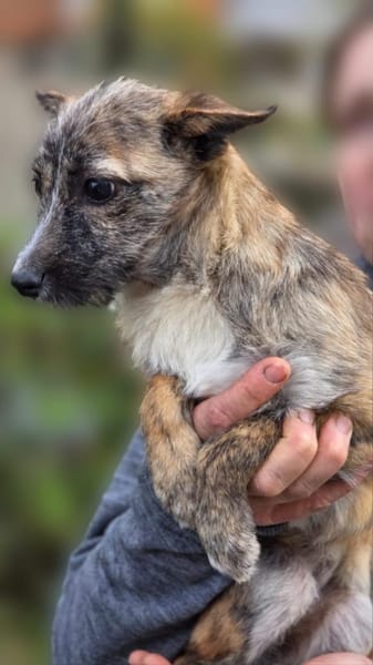 Leila - Welpe Hündin sucht ihre Familie