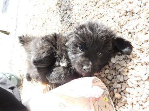 Tulip hätte kaum eine Chance gehabt