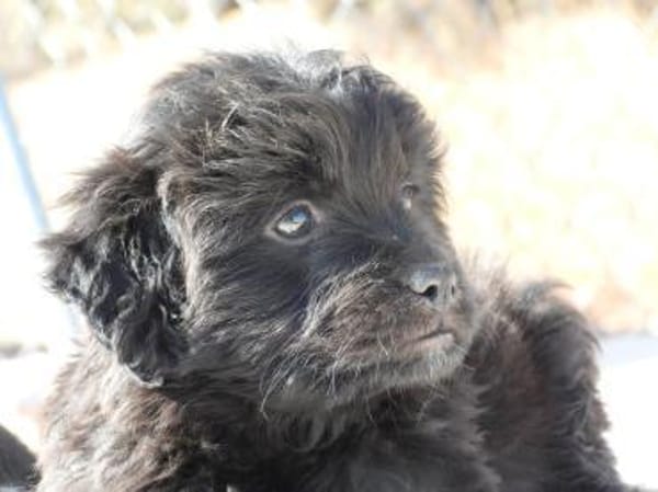 Tulip hätte kaum eine Chance gehabt